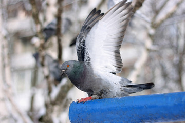 The pigeon before flying.