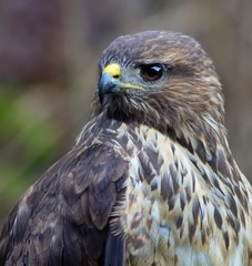 Common buzzard portrait (Buteo buteo)