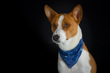 Low key portrait of stylish canine model - basenji dog male wearing blue kerchief