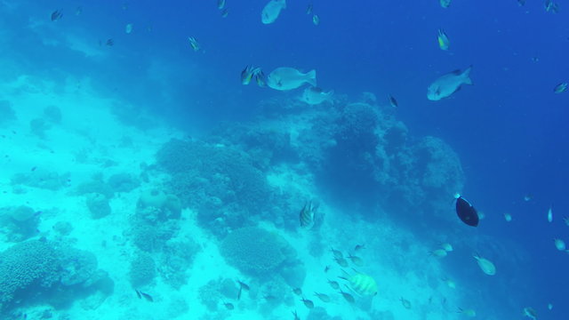 Many reef fish in the tropical sea on a coral reef.tropical underwater world.Diving and snorkeling in the tropical sea.Travel concept,Adventure concept.4K video,ultra HD.Diving sea
