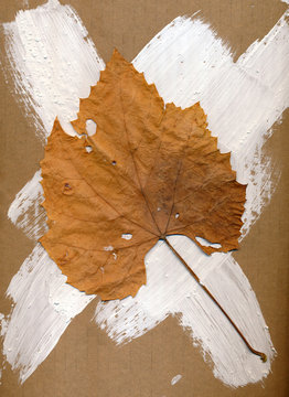 Abstract art herbarium with hybrid Vitis "Izabella" (Vitis labru