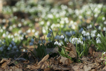 Carpet of snowdrops Galanthus plicatus in spring forest