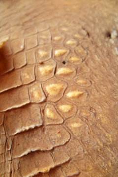 Natural crocodile dried skin