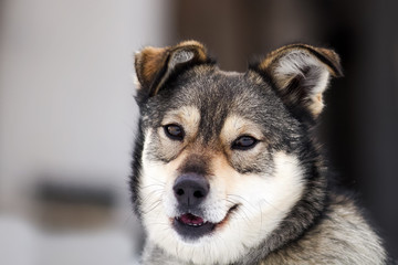 cute brown puppy with tongue hanging out and kind eyes