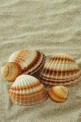 Fototapeta na wymiar Muscheln, Cardiidae im Sand
