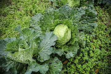 Savoy cabbage