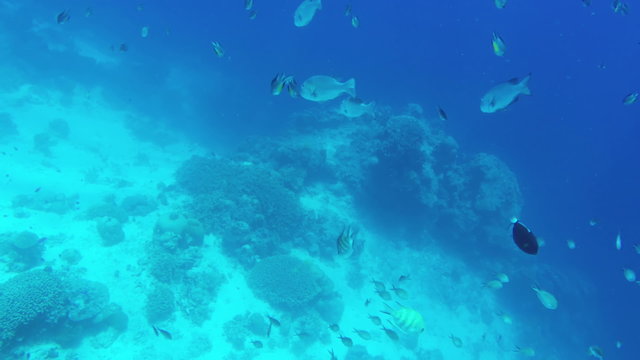 Many reef fish in the tropical sea on a coral reef.tropical underwater world.Diving and snorkeling in the tropical sea.Travel concept,Adventure concept.Philippines