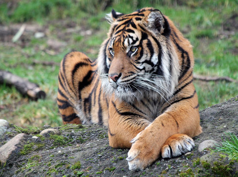Sumatran Tiger with Legs Crossed