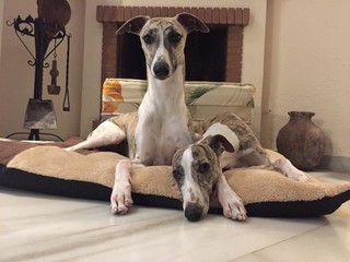 Whippets