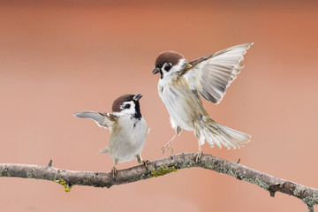 birds sparrows staged a showdown outstretched wings on a branch in spring