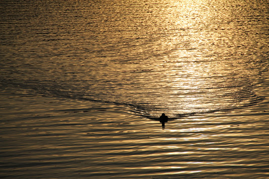 Paperella al tramonto