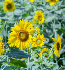 Fototapeta premium Sunflower in garden