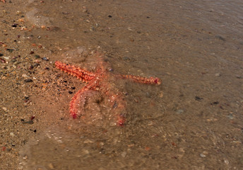 Red and orange starfish on the beach
