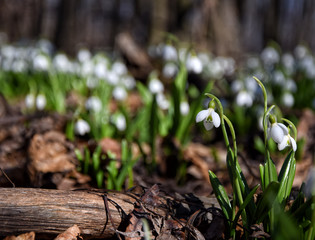 Carpet of snowdrops Galanthus plicatus in spring forest