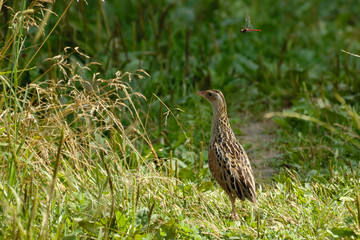 Corncrake and flying dragonfly at summer meadow