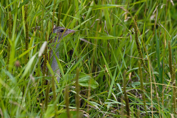 Hidden corncrake in grass