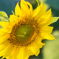 Obraz premium Sunflower in garden