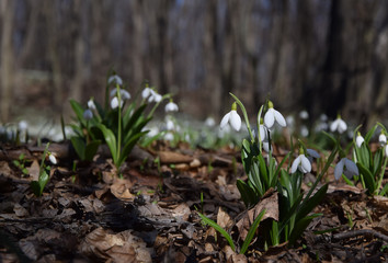 Snowdrops Galanthus plicatus in spring forest