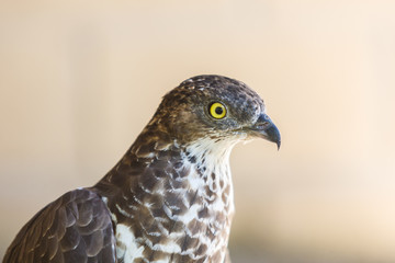 Vista de águila