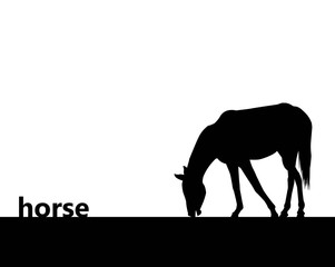 Fototapeta premium silhouette di cavallo su sfondo bianco