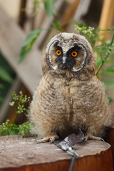 Nestling Long-eared Owl