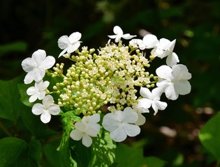 Tellerhortensie blüht weiß