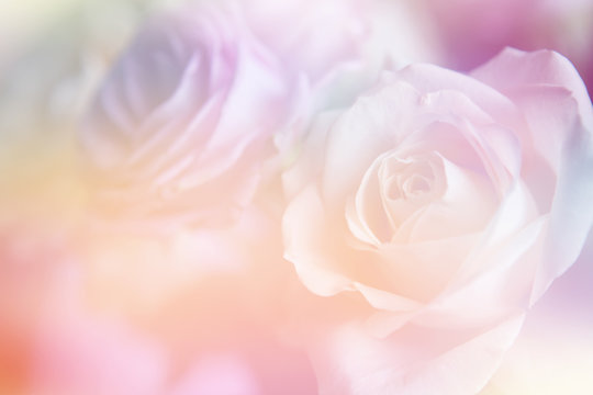 beautiful flowers made with color filters
