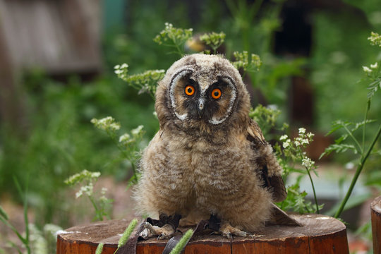 Nestling Long-eared Owl