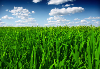 green wheat field