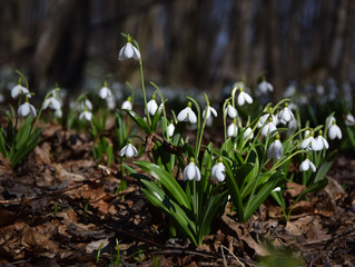 Carpet of snowdrops Galanthus plicatus in spring forest