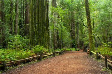 Trail through the Redwoods at Armstrong Redwoods State Park