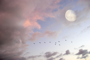 Moon Clouds Sky Birds Surreal Inspirational