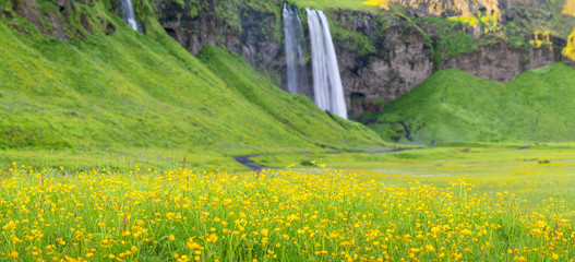 yellow flowers under waterfall in Iceland 