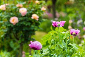 Pink poppy in a summer garden on sunny day