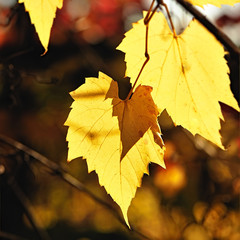 autumn leaves