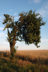 Fototapeta premium Pigeon on apple tree