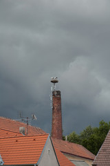 storks on the chimney