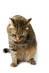 Cute European kitten isolated white background , animal portrait