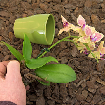 Orchideen - Umtopfen