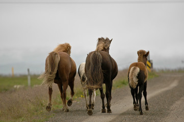 Iceland horses with nobody around