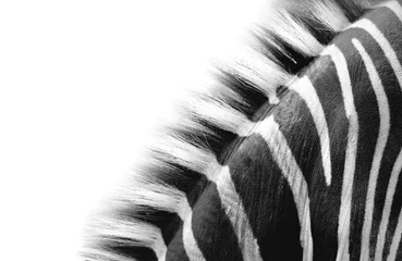 Gartenposter Zebra Zebrahalsdetail