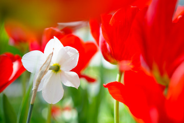 White Narcissus Flower in Field of Bright Red Tulips