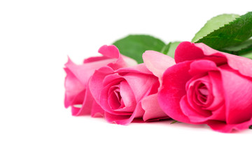 Pink roses isolated on white