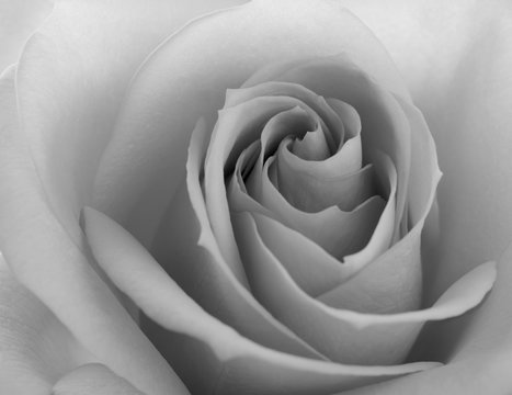Fototapeta Black and White Close up Image of Beautiful Pink Rose. Flower Background