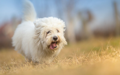 White Long Haired Dog in run - Coton de Tulear