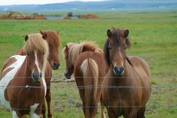 Obraz na płótnie Canvas Iceland horses with nobody around