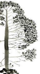 Pine trees isolated on white background. Ink drawing in the Chinese style.