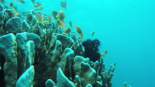 Many reef fish in the tropical sea on a coral reef.tropical underwater world.Diving and snorkeling in the tropical sea.Philippines.Travel concept,Adventure concept.4K video,ultra HD.