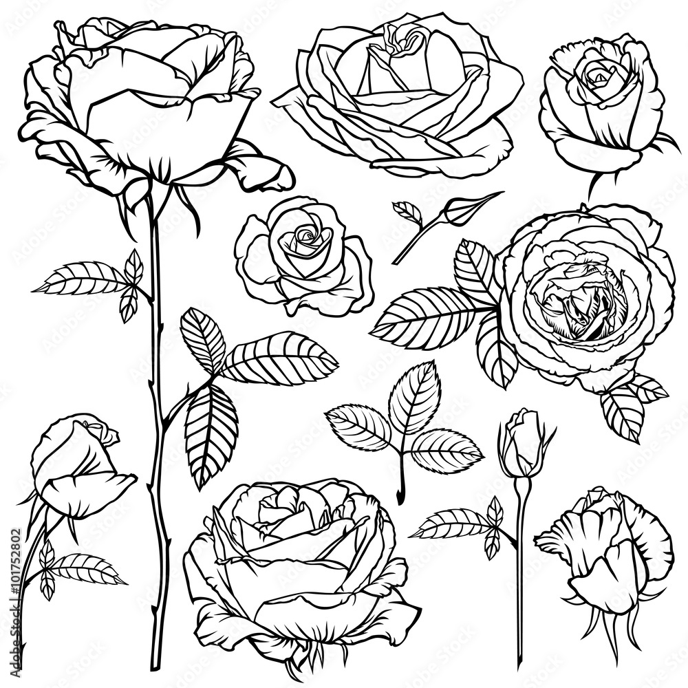 Poster Contour beautiful roses flower set