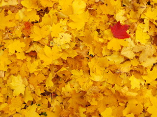 red leaf on a background of yellow maples leaves - Powered by Adobe